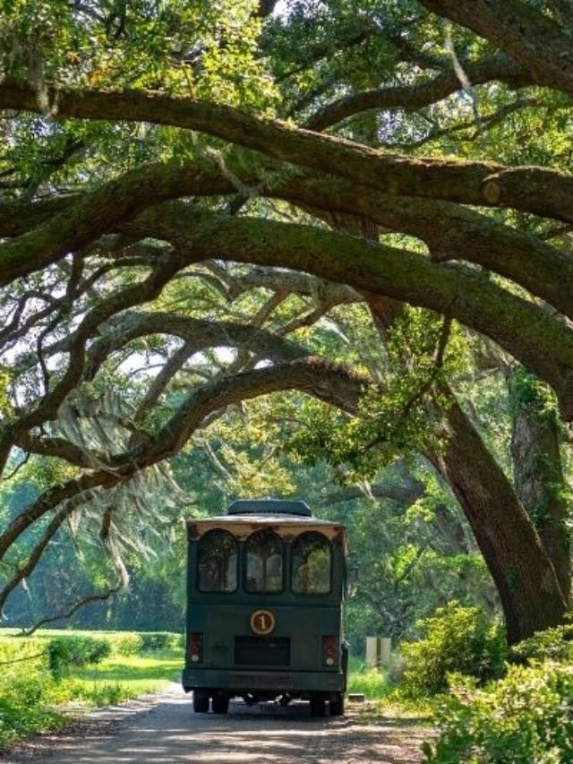 10 Cool and Unusual Things to Do in Charleston USA